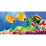 CORAL REEF