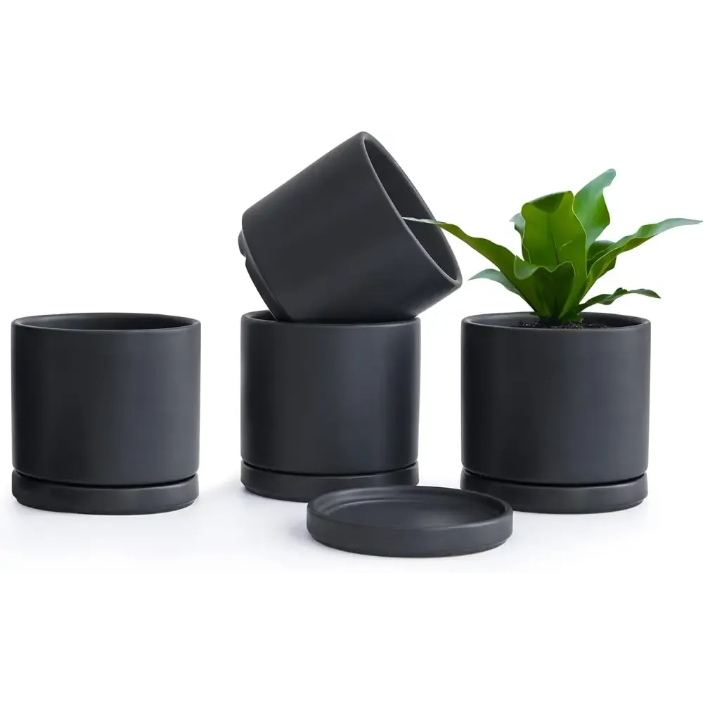 Peperomia in Stylish Ceramic Succulent Planter