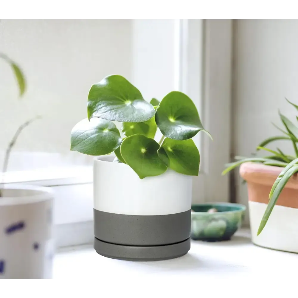 Peperomia in Stylish Ceramic Succulent Planter