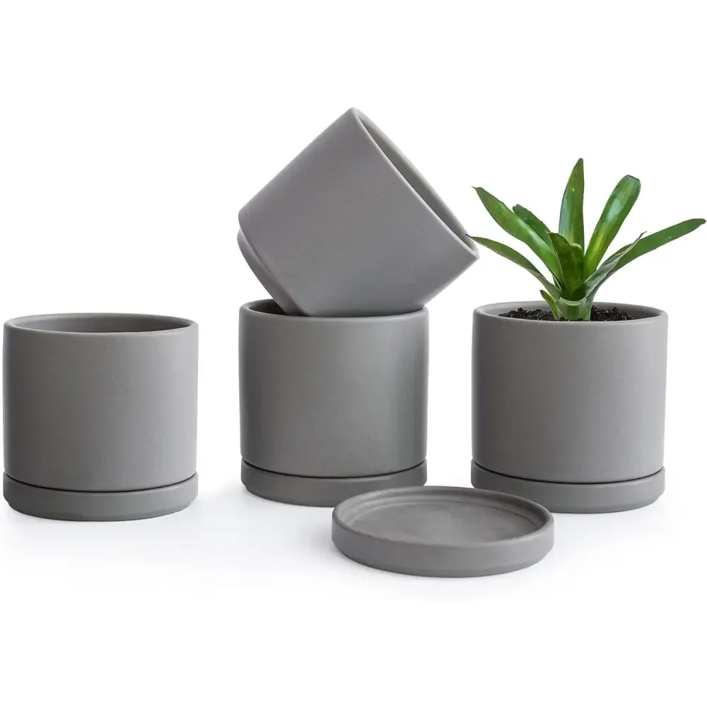 Peperomia in Stylish Ceramic Succulent Planter