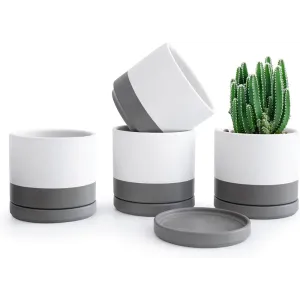 Peperomia in Stylish Ceramic Succulent Planter