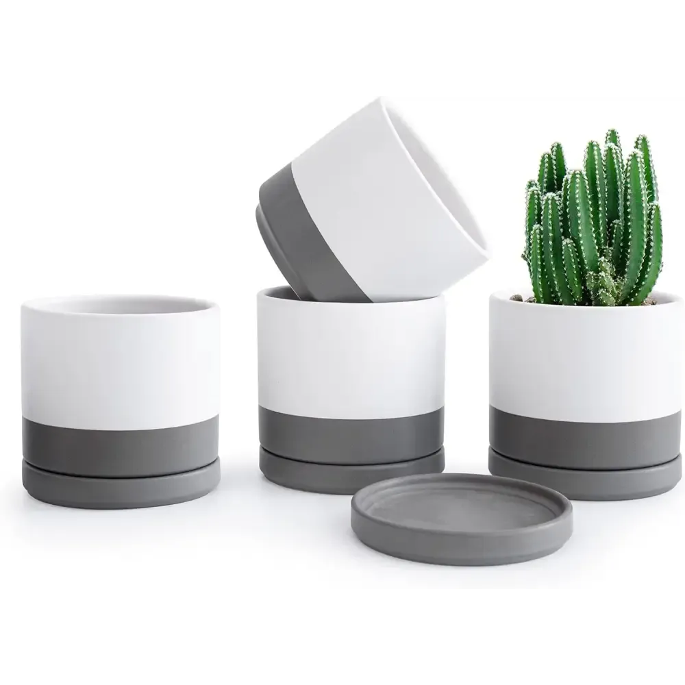 Peperomia in Stylish Ceramic Succulent Planter