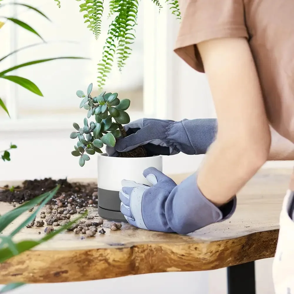 Peperomia in Stylish Ceramic Succulent Planter