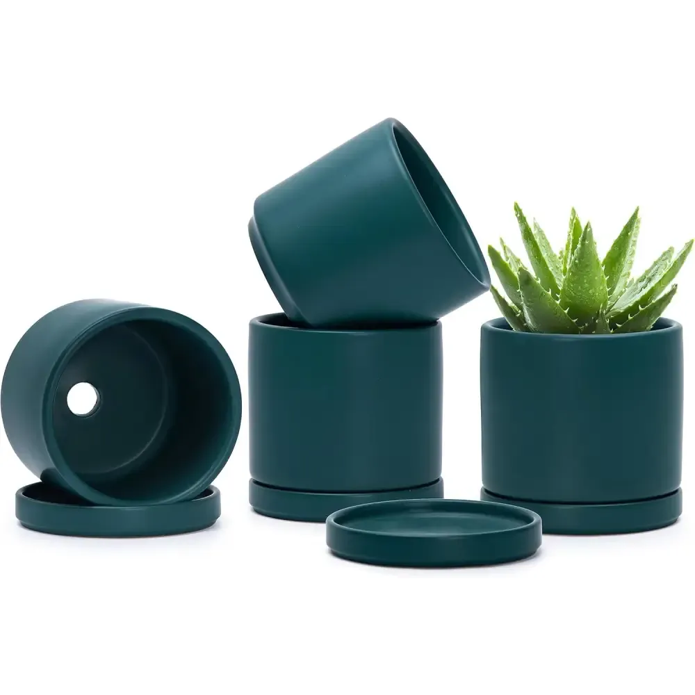 Peperomia in Stylish Ceramic Succulent Planter