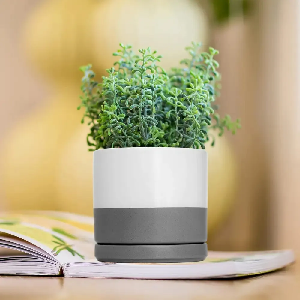 Peperomia in Stylish Ceramic Succulent Planter