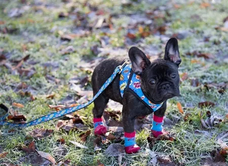 Sport Pawks- Dog Socks